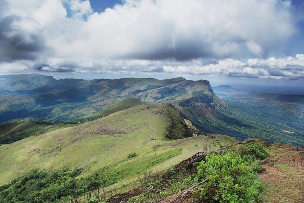 Coffee plantation rows in the hills of Chikkamagaluru